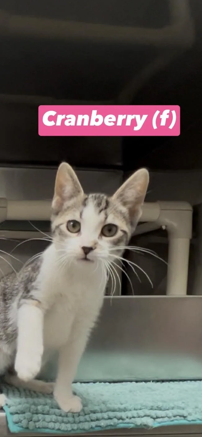A baby medium-sized female Tabby (Brown / Chocolate) Domestic Short Hair cat named Cranberry for adoption in Montville, NJ