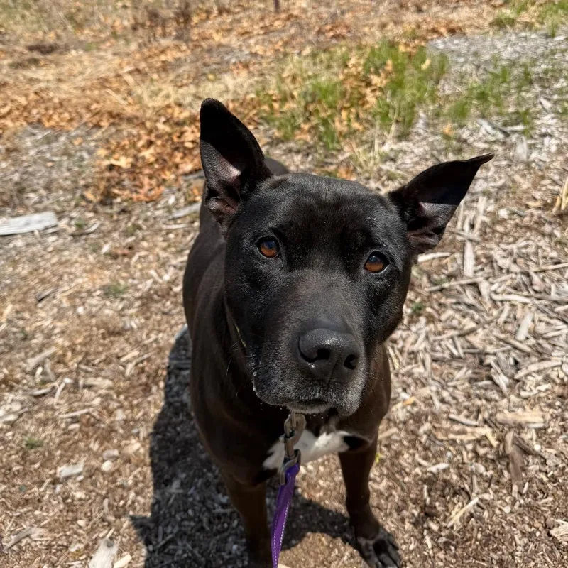 An adult large-sized male Brown / Chocolate Thai Ridgeback dog named Sam for adoption in Warwick, RI