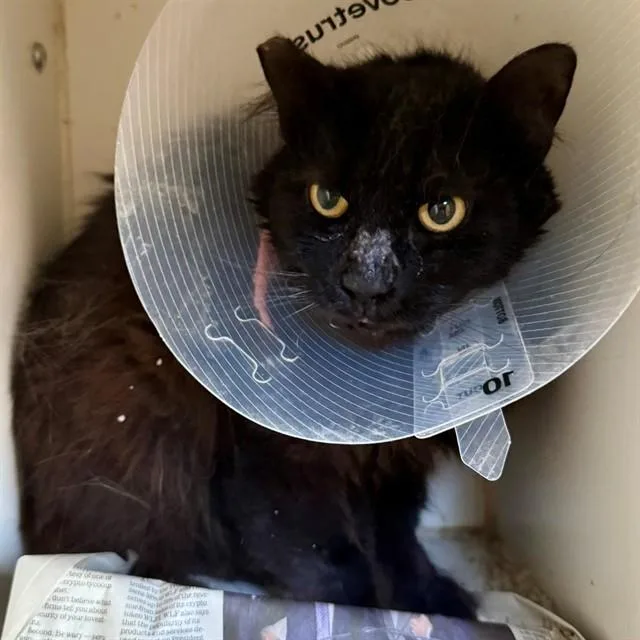 A young medium-sized female Domestic Short Hair cat named Yami for adoption in Riverside, CA
