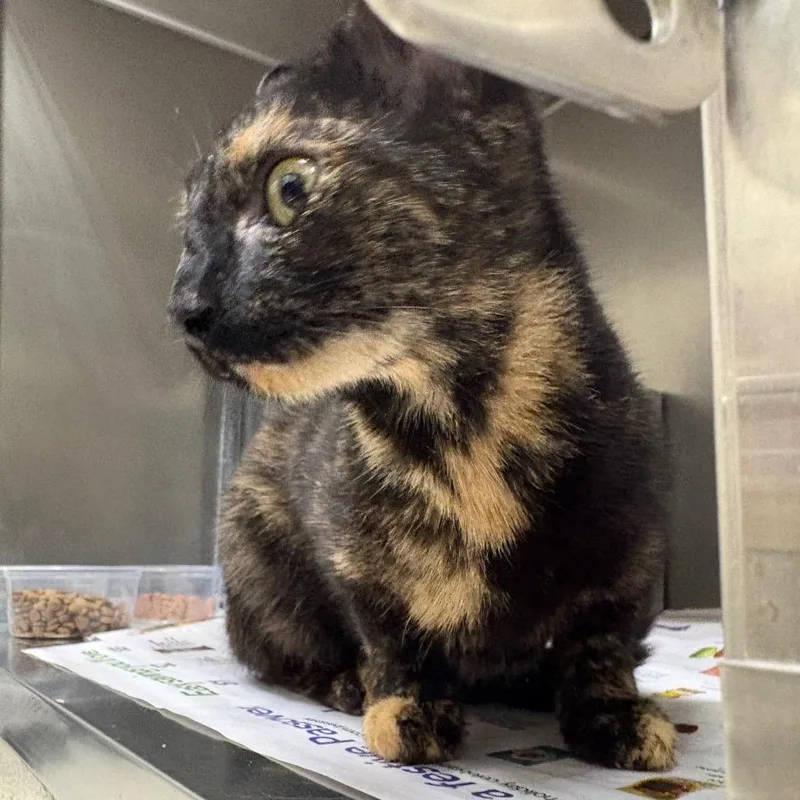 A baby small-sized female Brown / Chocolate Domestic Short Hair cat named Sasa for adoption in Milton, FL