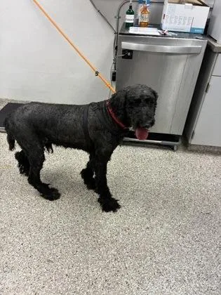 An adult large-sized male Standard Poodle dog named Jiminy Cricket for adoption in Gastonia, NC