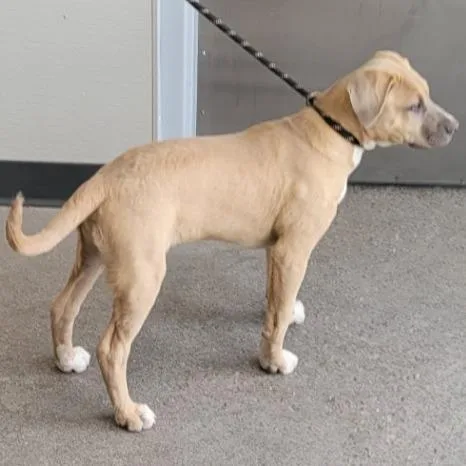 A baby medium-sized male White / Cream Mixed Breed dog named Goldberg for adoption in Las Cruces, NM