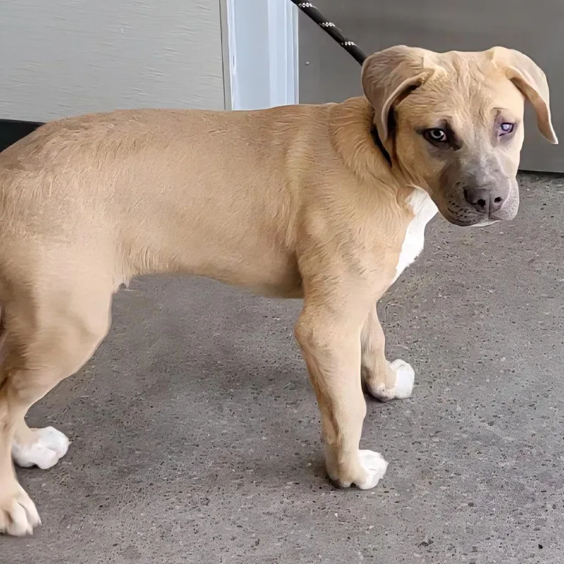 Goldberg thumbnail 3