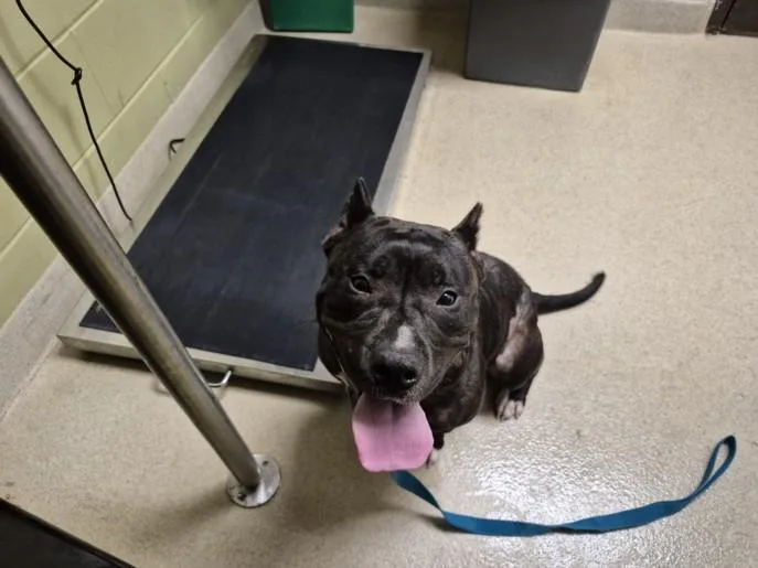 An adult medium-sized female Pit Bull Terrier dog named Evadne for adoption in Chapel Hill, NC