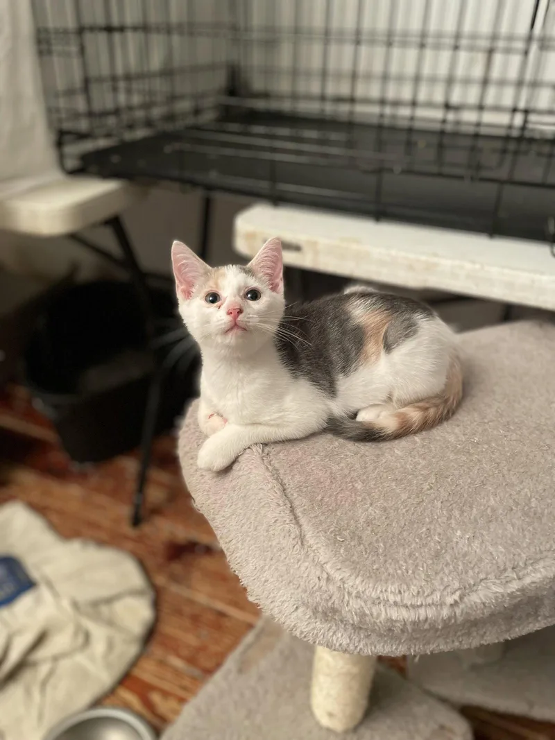 A baby medium-sized female Domestic Short Hair cat named Saphira for adoption in Trenton, NJ