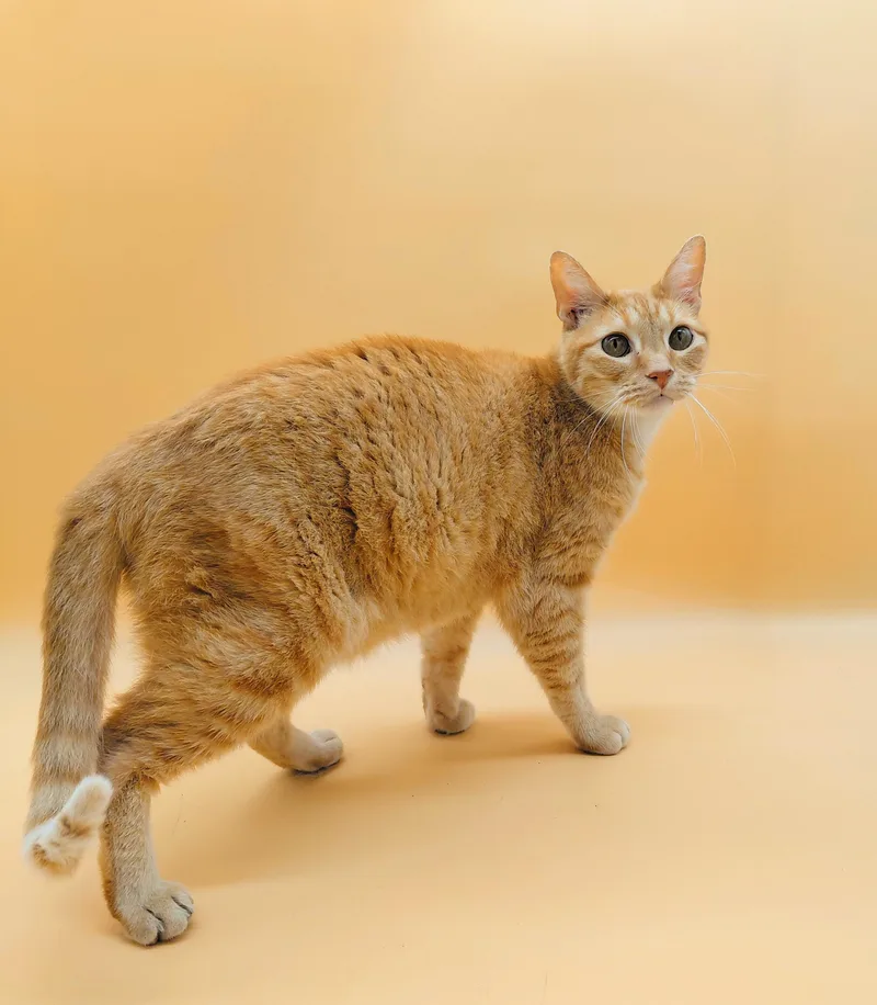 An adult medium-sized male Tabby (Orange / Red) Domestic Short Hair cat named O'malley The Alley Cat for adoption in Springfield, MO