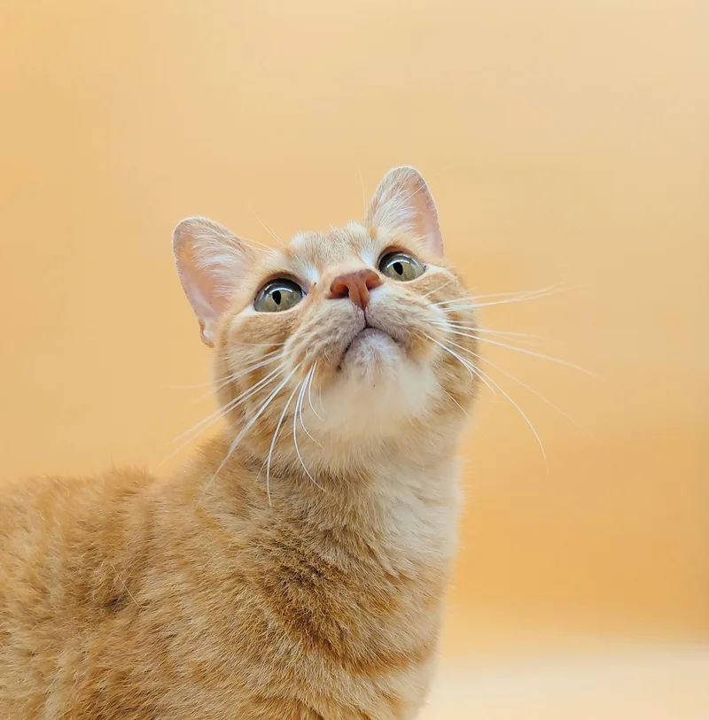 O'malley The Alley Cat thumbnail 2