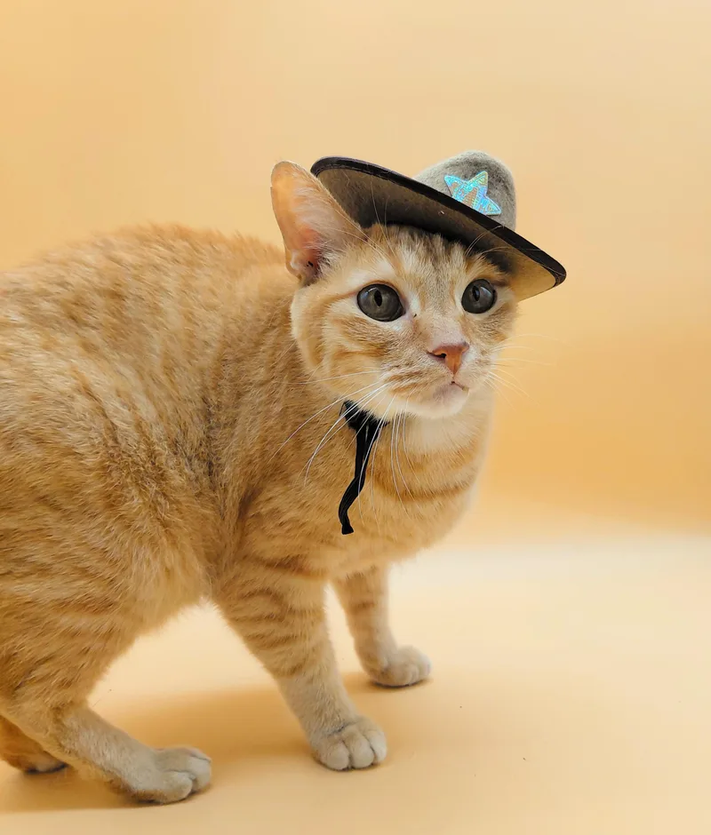 O'malley The Alley Cat thumbnail 4