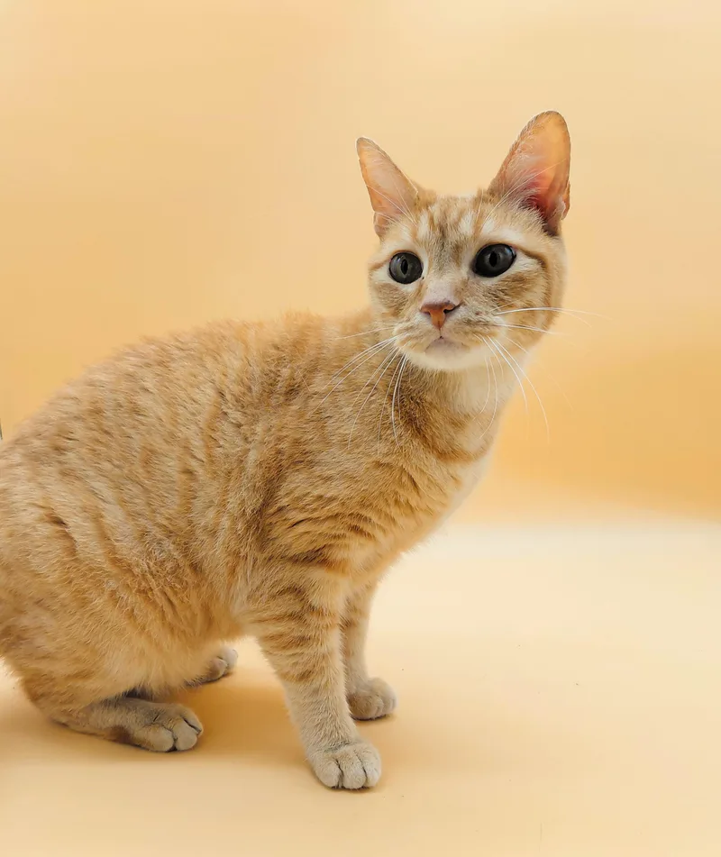 O'malley The Alley Cat thumbnail 5
