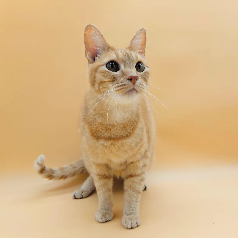 O'malley The Alley Cat thumbnail 6