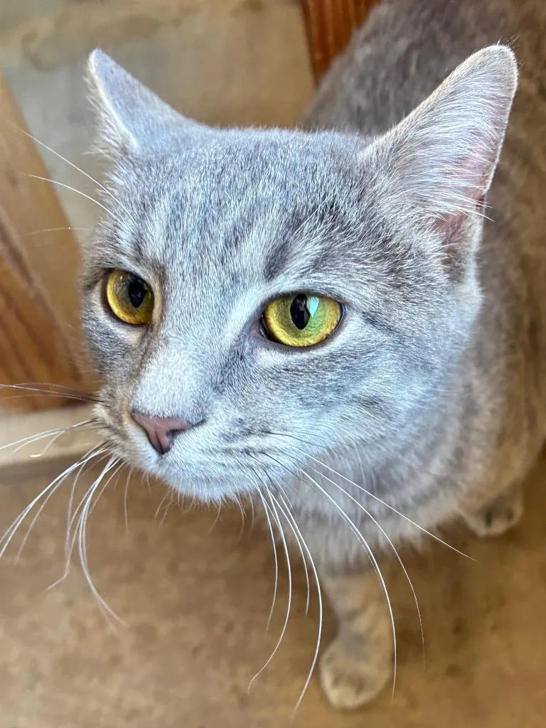 A young medium-sized female Domestic Short Hair cat named Rare Book for adoption in Cincinnati, OH