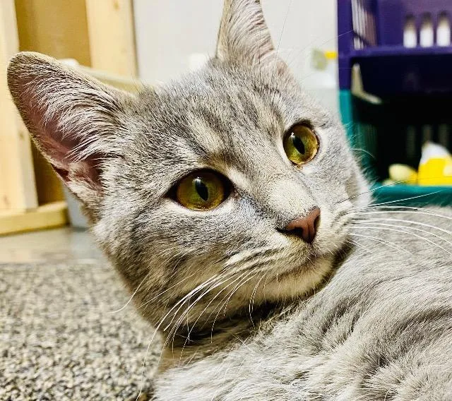 Rare Book thumbnail 2