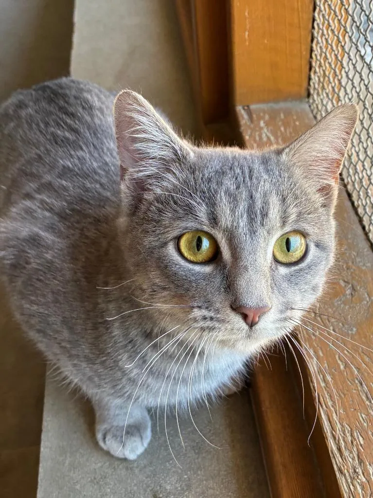 Rare Book thumbnail 3