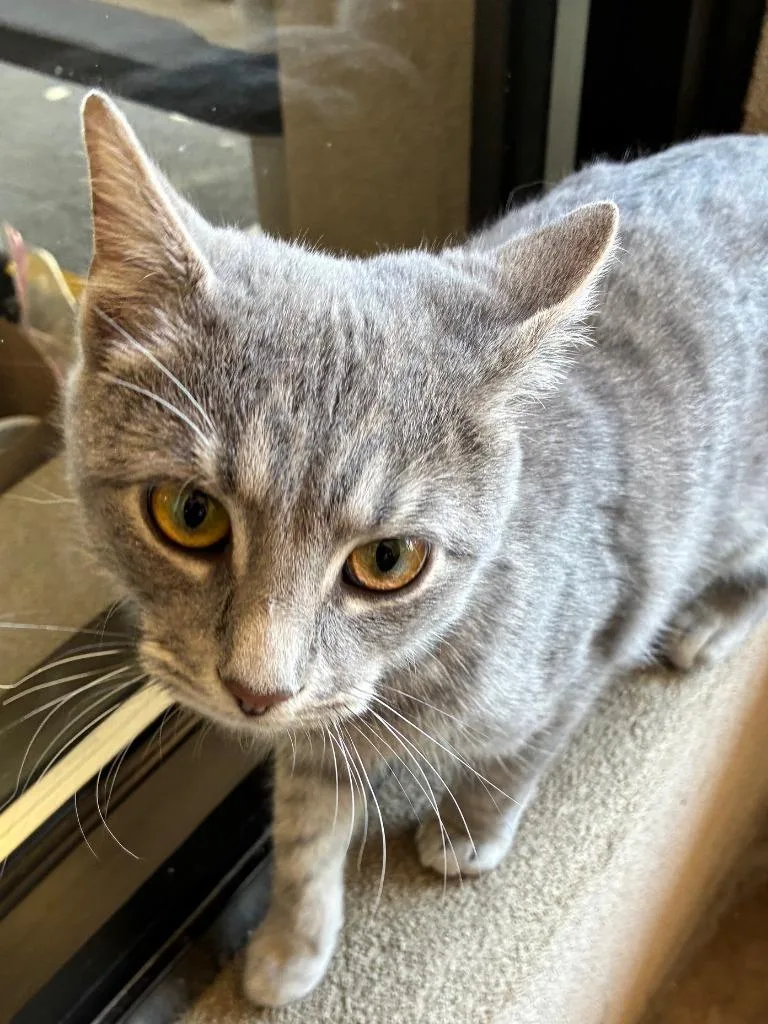 Rare Book thumbnail 4