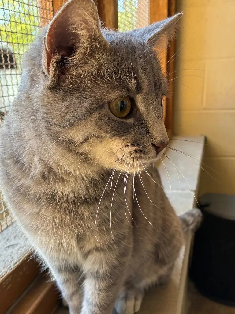 Rare Book thumbnail 5