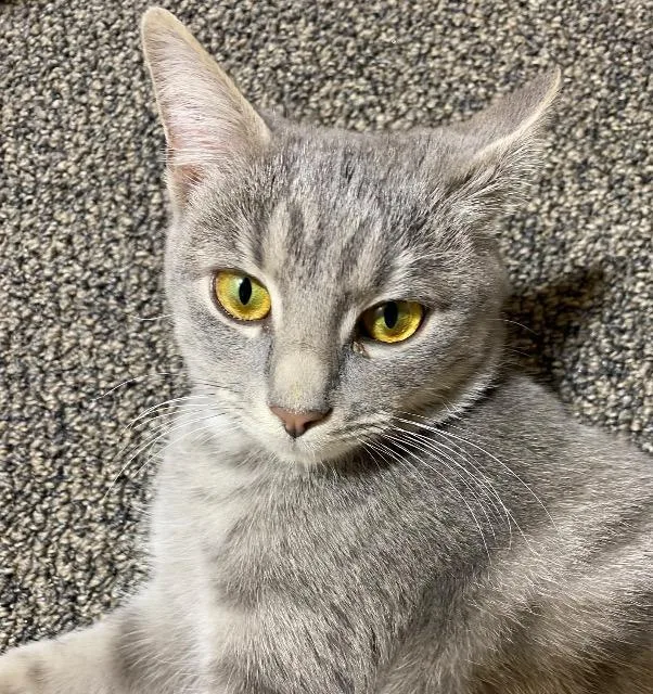 Rare Book thumbnail 6