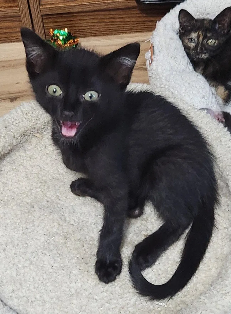 A baby medium-sized male Domestic Short Hair cat named Bosley for adoption in Shawnee, KS