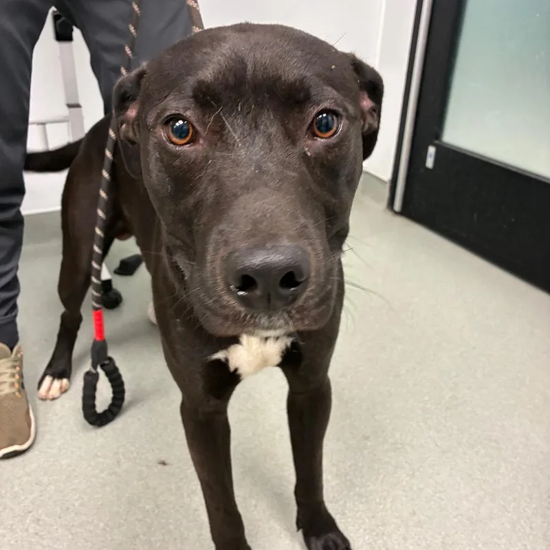 A young medium-sized male Black Labrador Retriever dog named Grayson for adoption in Abilene, TX