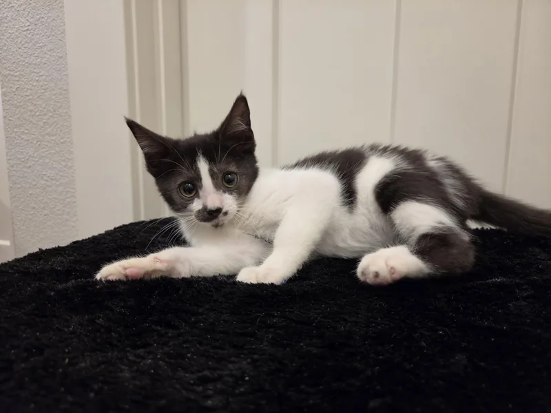 A baby medium-sized female Black & White / Tuxedo Domestic Short Hair cat named Sabo for adoption in Hillsboro, OR