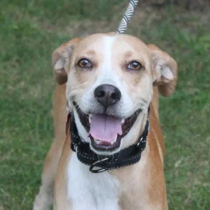 A young medium-sized female Mixed Breed dog named Lovie Girl for adoption in Elk Grove Village, IL