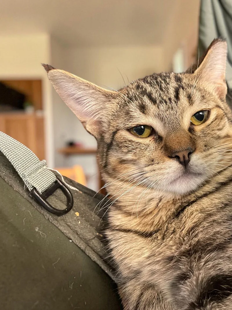 A baby medium-sized male Domestic Short Hair cat named Iggy for adoption in Champaign, IL