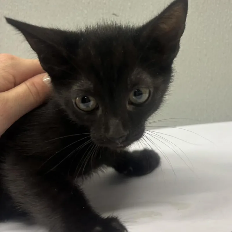 A baby small-sized male Black Domestic Short Hair cat named Poe for adoption in Tampa, FL
