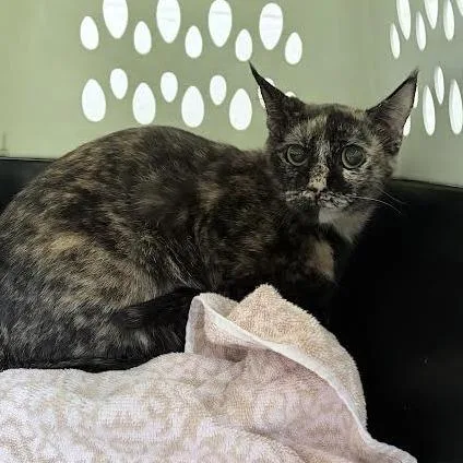 An adult medium-sized female Tortoiseshell Domestic Short Hair cat named Luck for adoption in Fairport, NY