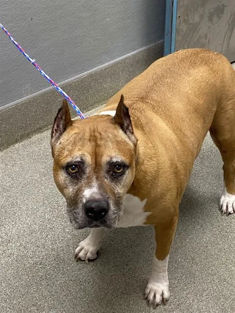 A senior extra large-sized female Pit Bull Terrier dog named Red Scarlet for adoption in Las Vegas, NV