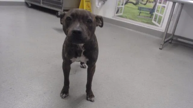 A young medium-sized female Pit Bull Terrier dog named Eloise for adoption in San Francisco, CA