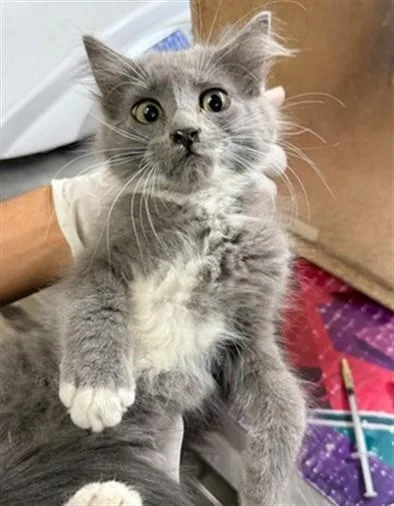 A baby small-sized female Domestic Long Hair cat named Burger for adoption in Riverside, CA