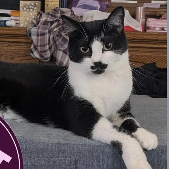 A young medium-sized female Black & White / Tuxedo Domestic Short Hair cat named Ahsoka for adoption in Plymouth, MN
