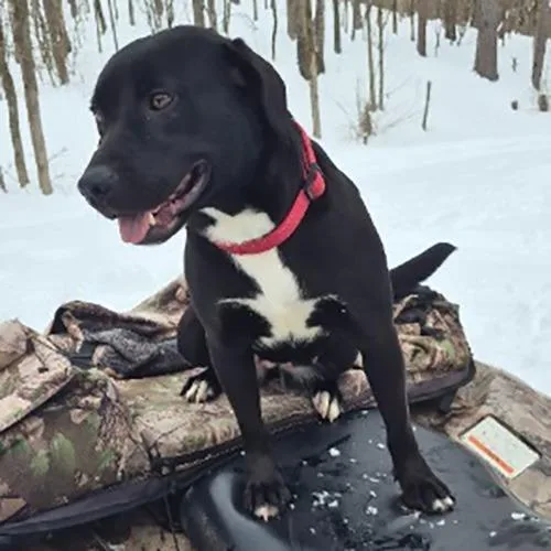 Priscilla thumbnail 2