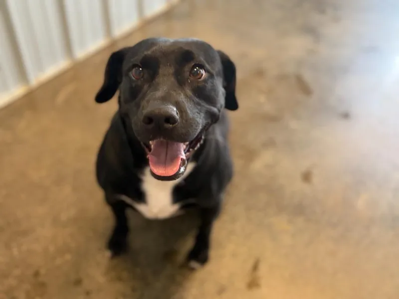 Priscilla thumbnail 3