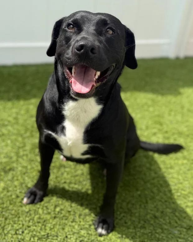 Priscilla thumbnail 4