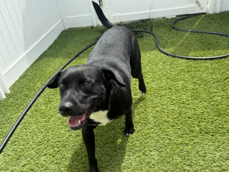 Priscilla thumbnail 5