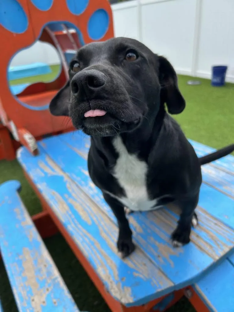 Priscilla thumbnail 6