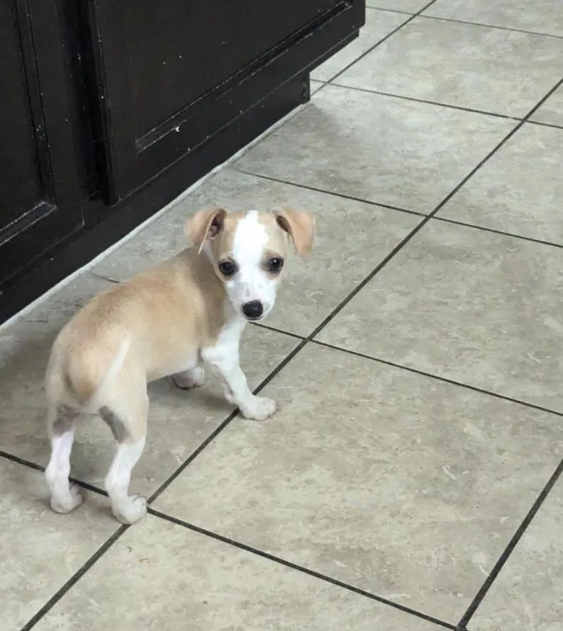 A baby small-sized male Chihuahua dog named Lil Dipper for adoption in Pflugerville, TX
