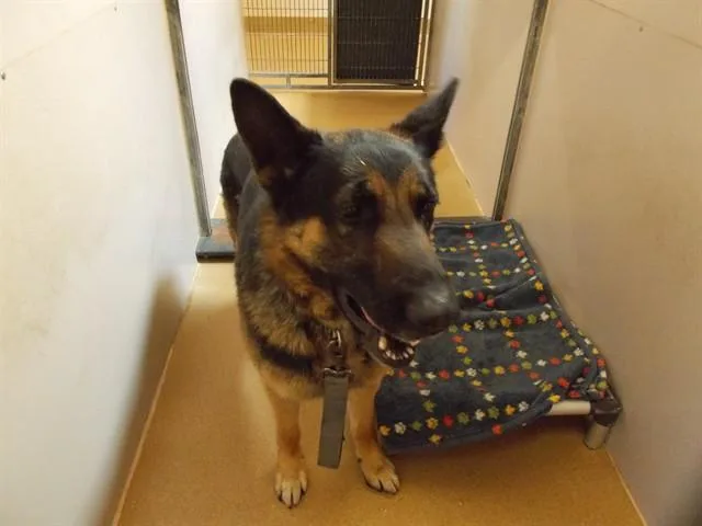 An adult large-sized male German Shepherd Dog dog named Jessie for adoption in Martinez, CA