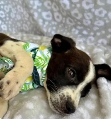 A baby medium-sized male Border Collie dog named Bernard for adoption in Morton Grove, IL