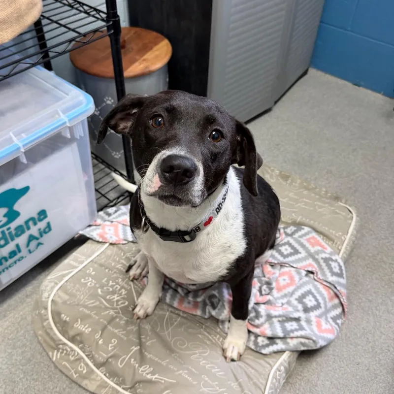 An adult medium-sized female Black Terrier dog named Weezie for adoption in Carencro, LA