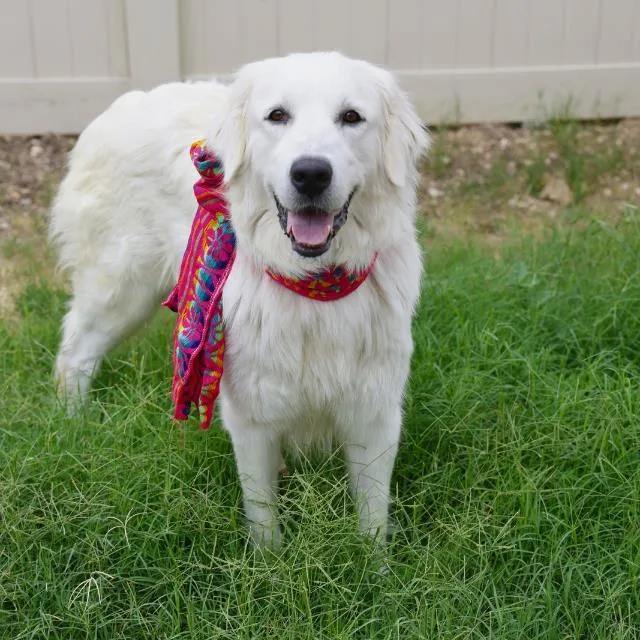 A young large-sized female Great Pyrenees dog named Luna for adoption in San Antonio, TX
