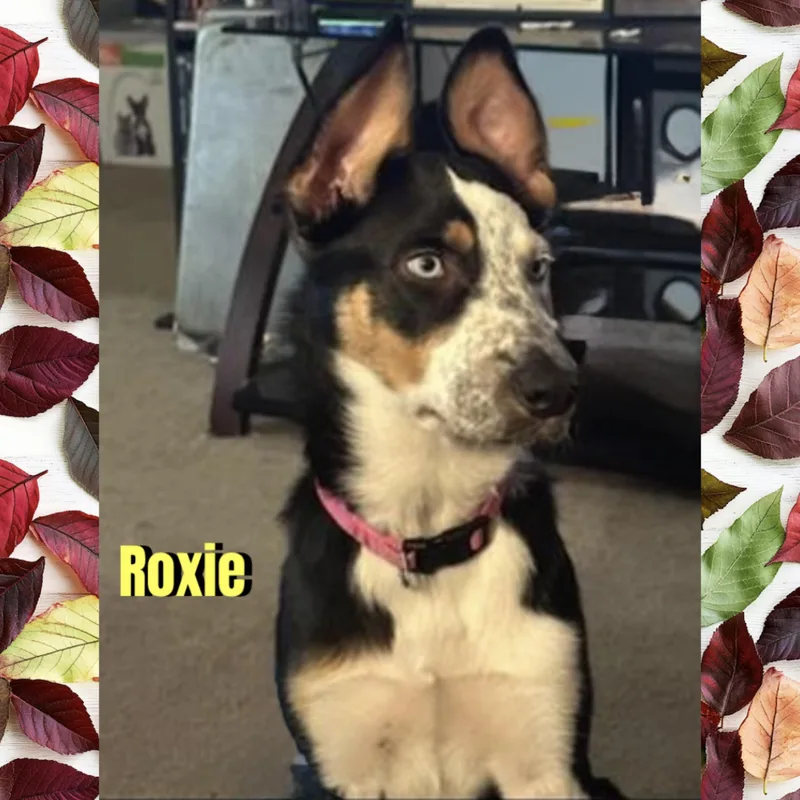 An adult large-sized female Border Collie dog named Roxie for adoption in Red Lodge, MT