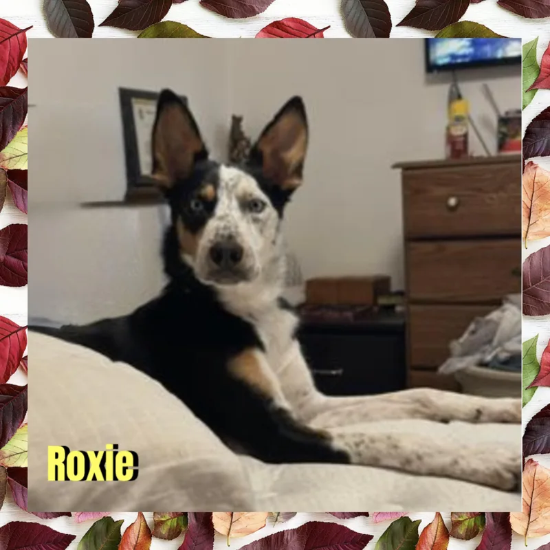 Roxie thumbnail 2