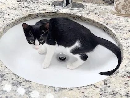 A baby medium-sized female Black & White / Tuxedo Domestic Short Hair cat named Lexi for adoption in Lake Monroe, FL