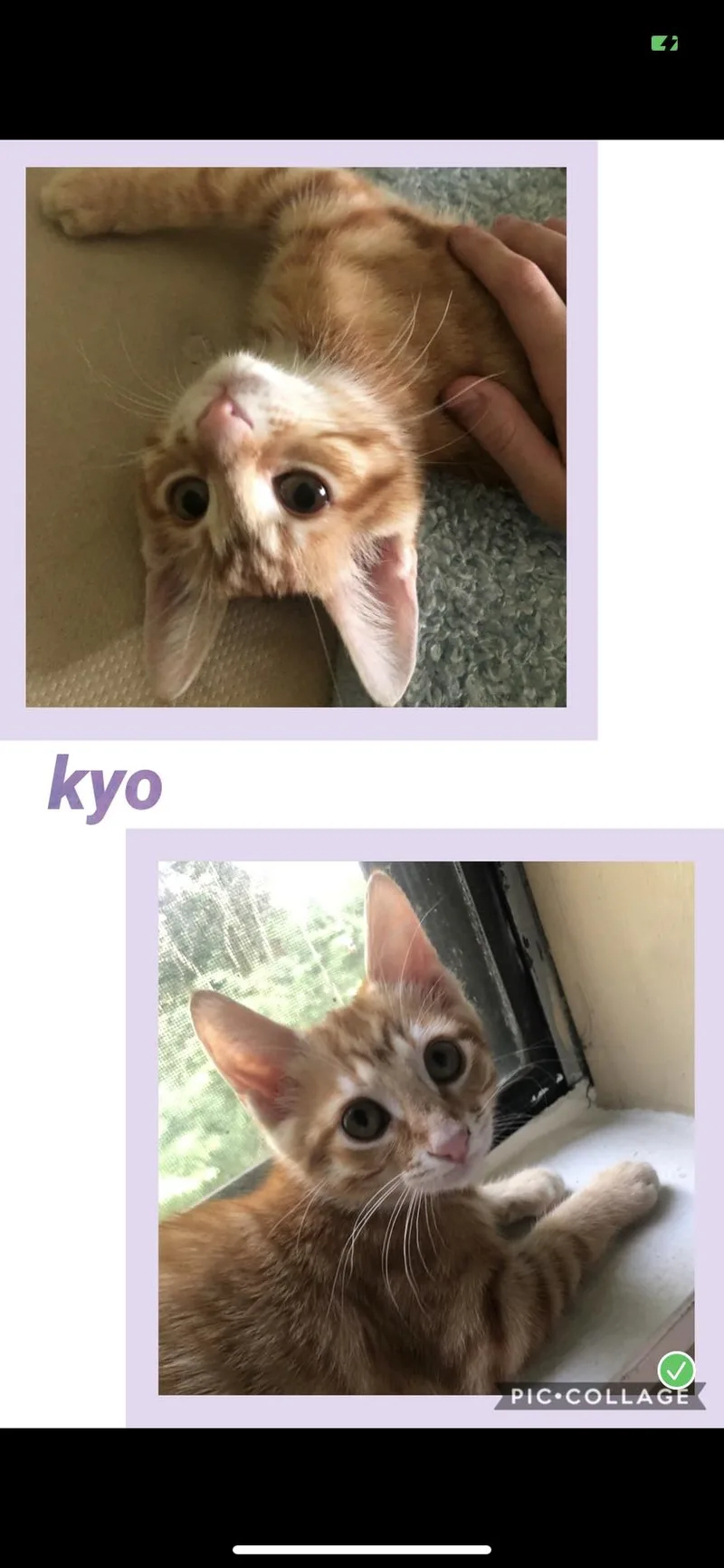A baby medium-sized male Tabby cat named Kyo for adoption in Louisville, KY