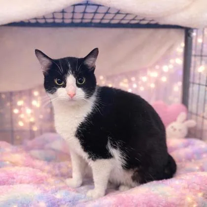 Miss Pixie thumbnail 2