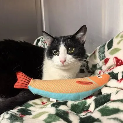 Miss Pixie thumbnail 3