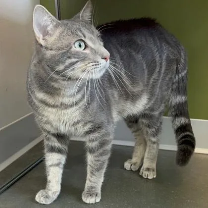 A young small-sized male Domestic Short Hair cat named Greyson for adoption in Janesville, WI