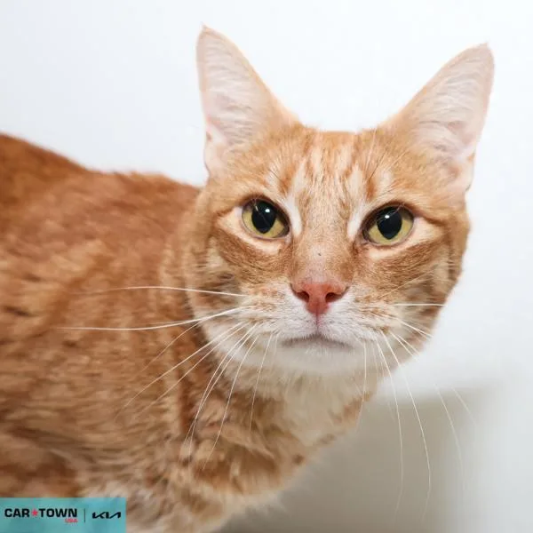 An adult medium-sized male Domestic Short Hair cat named Simba for adoption in Lexington, KY