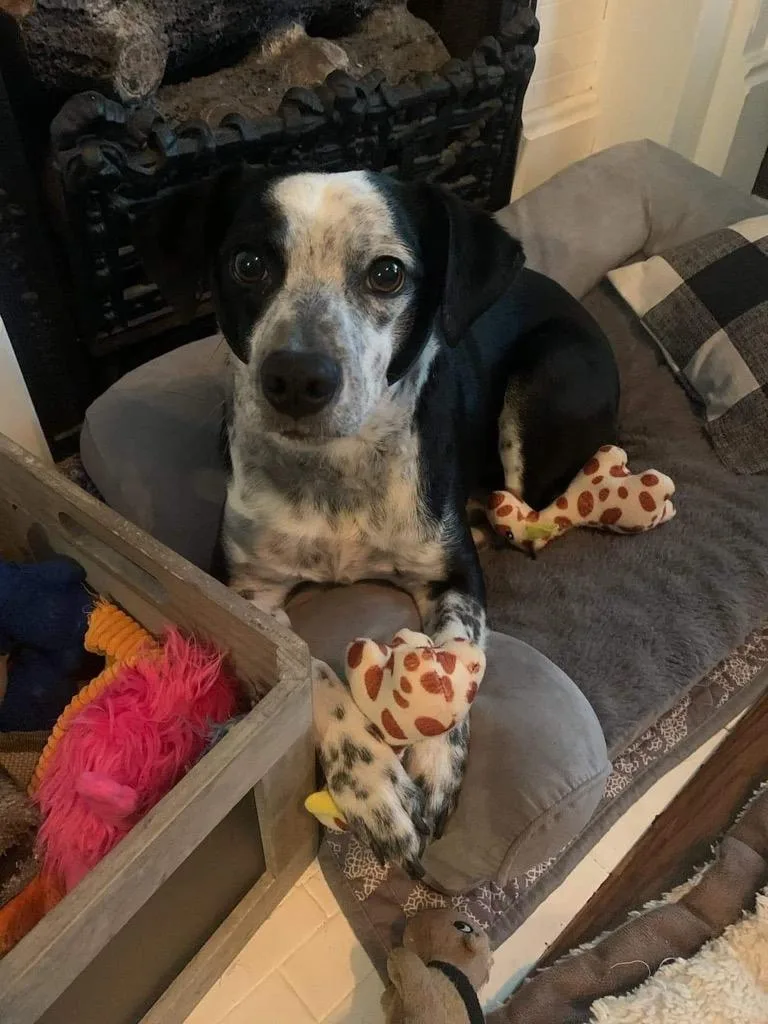 Fletcher thumbnail 2